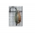 Мормышка Пирс Жучок большой в коронке вольфрам 0.90гр крючок Kumho цвет МС
